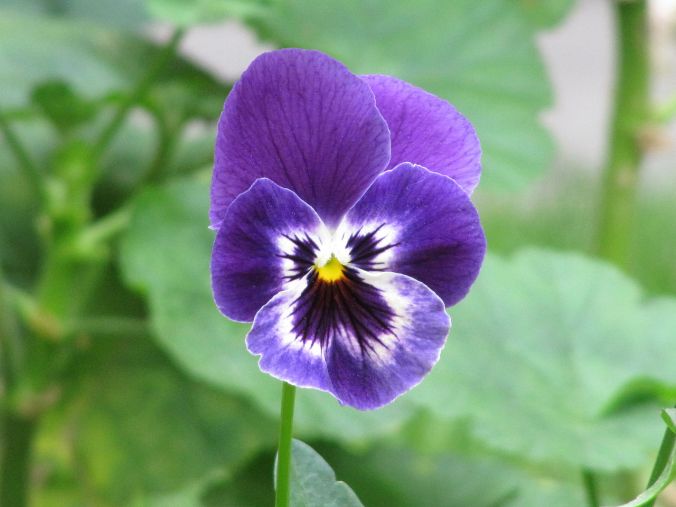 1280px-Purple_Flower_%22Pensamiento%22_Viola_×_wittrockiana
