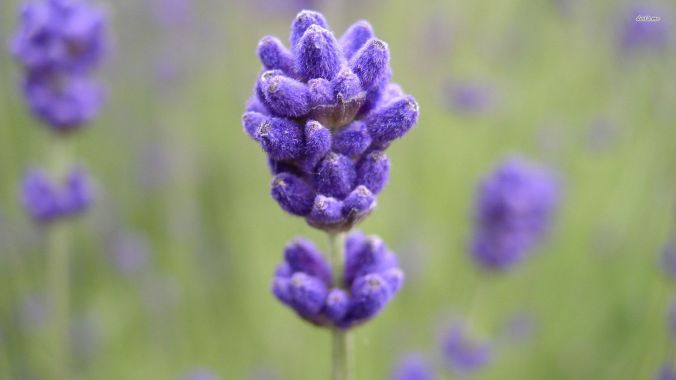 26175-lavender-close-up-1920x1080-flower-wallpaper