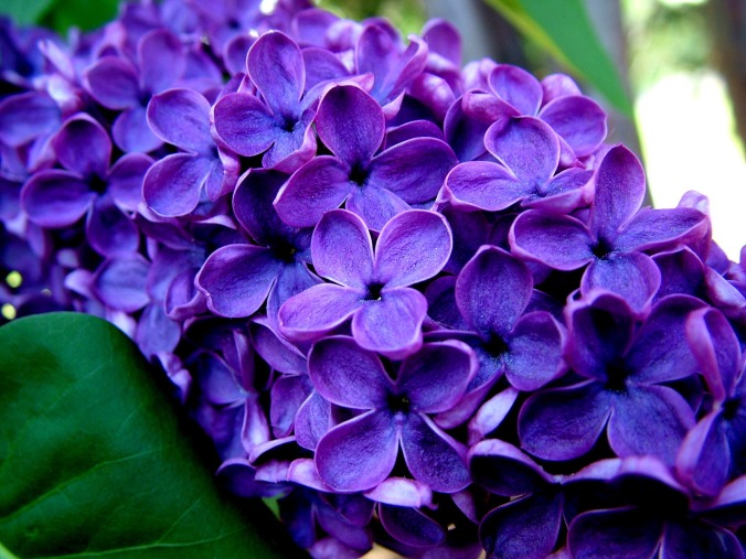 6874242-purple-flowers