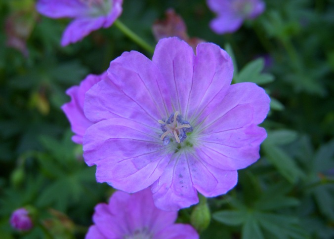 little-purple-flower
