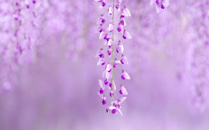Purple-Flower-Nature-Plant-