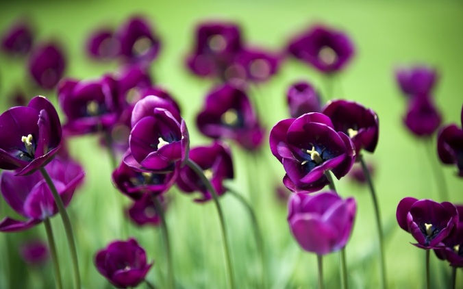 purple-flowers-images-and-wallpapers-30