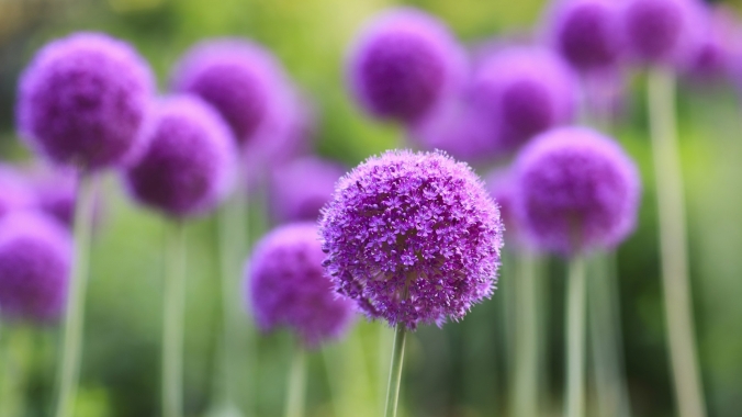 purple-flowers_192091-1600x900