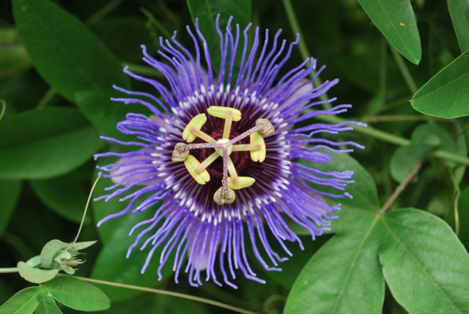 purplepassionflower1