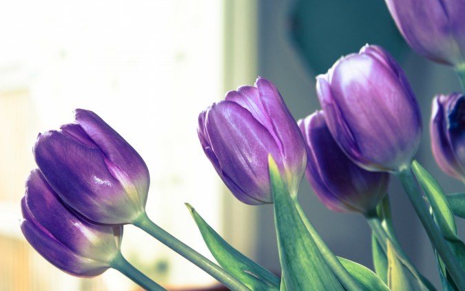 tulips-purple-green-beauty-flowers-picture-focus-hd-wallpaper