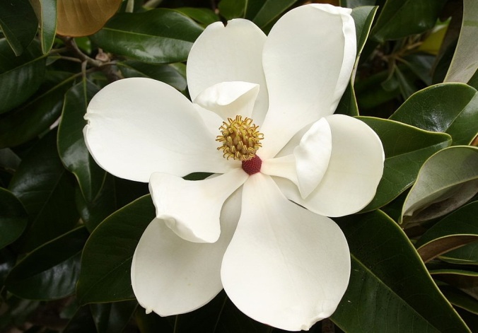 1279px-Magnolia_grandiflora_-_flower_1a
