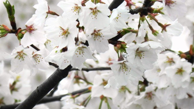 Peach-tree-white-flowers-bloom-blossom-4k-ultra-hd-wallpapers-3840x2160