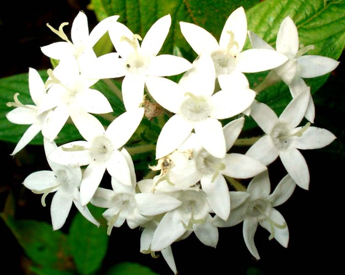 Pentas_lanceolata_white_flowers