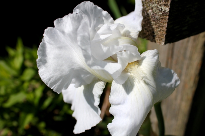 white-flower-1