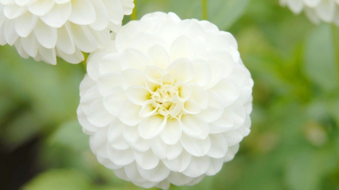 white-flower-1920x1080