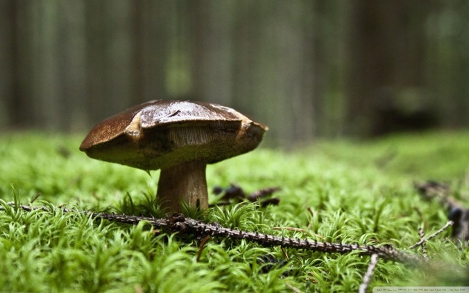 macro-mushroom-depth-of-field-bokeh-nature-1920x1200