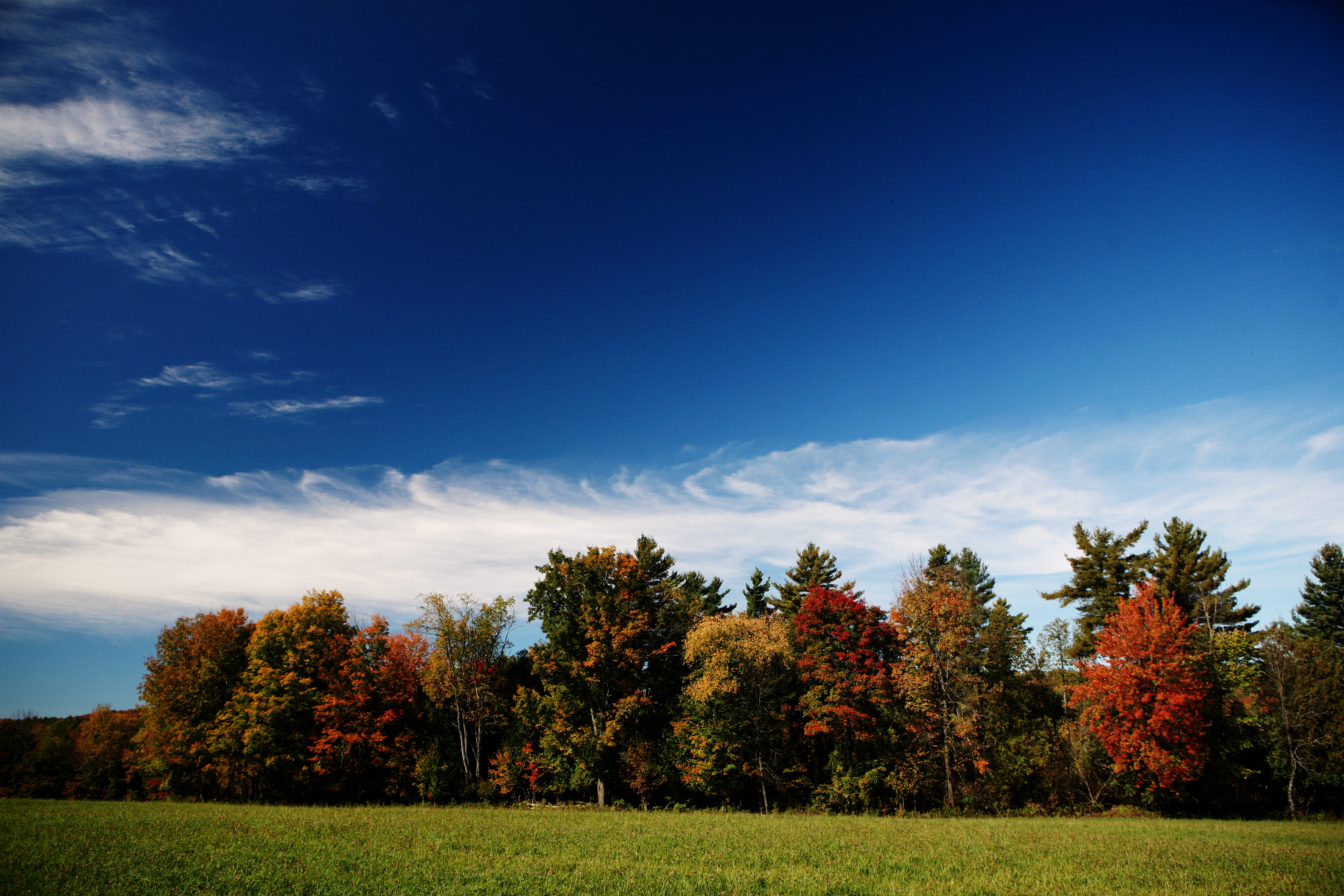 life-of-pix-free-stock-photos-Sky-forest-autumn-meadow-1