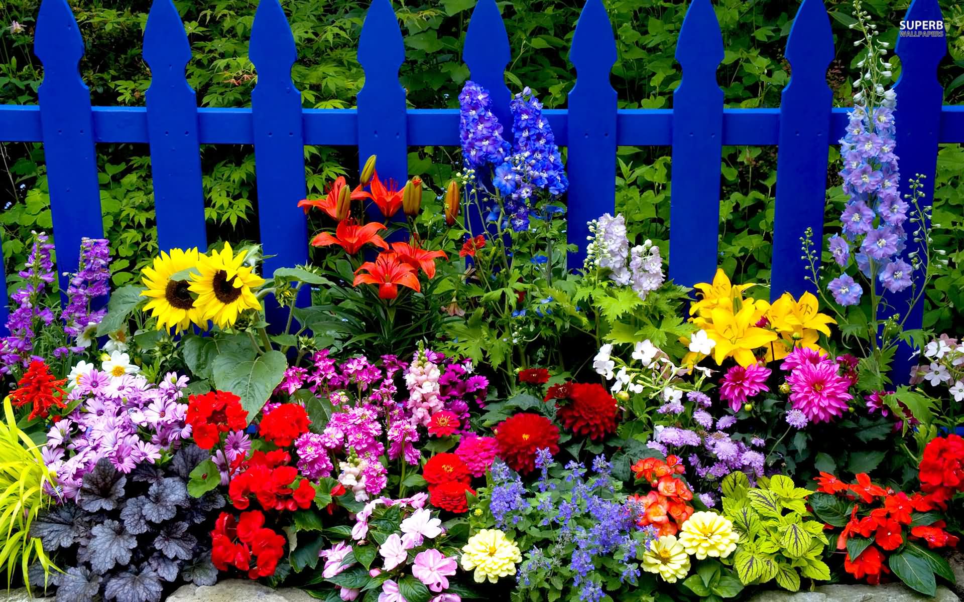 Summer-Garden-Flower-Image.jpg